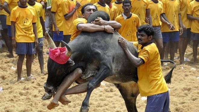 जल्लीकट्टूः अध्यादेश को मंजूरी, तमिलनाडु की संस्कृति पर गर्व- मोदी