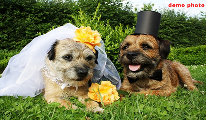 dogs marriage