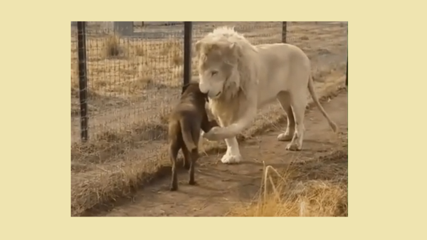 یہ دوستی ہم نہیں چھوڑیں گے ، شیر نے بڑھ کر کتّے سے ہاتھ ملا لیا