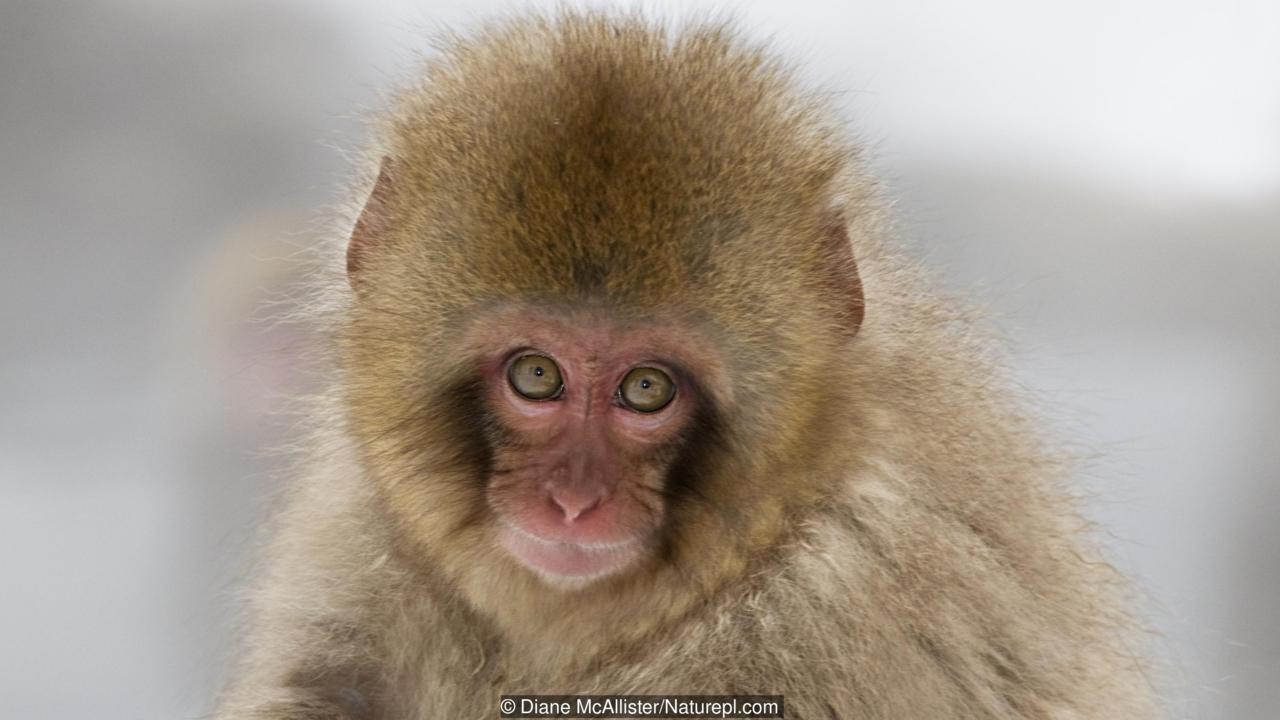 बंदरों के आतंक का समाधान करे सरकार: नायडु