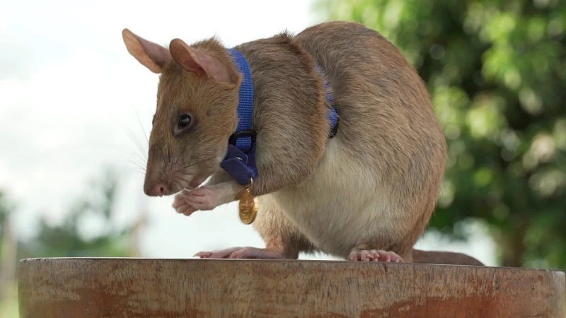 दुनिया के मशहूर गोल्ड मेडलिस्ट चूहे की मौत