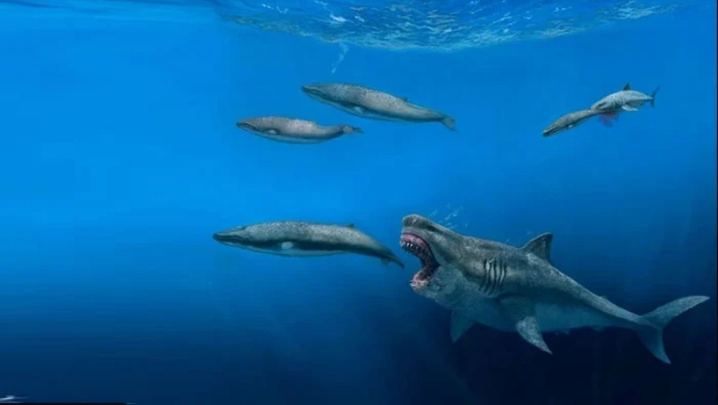 विशाल शार्क का पता लगाने में वैज्ञानिकों को मिली कामयाबी