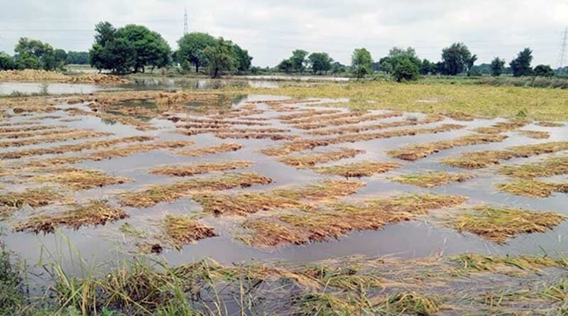 बिन मौसम बरसात से फसलों के नुकसान जल्द समर्थन मूल्य एलान करेंगे कृषि मंत्री तोमर