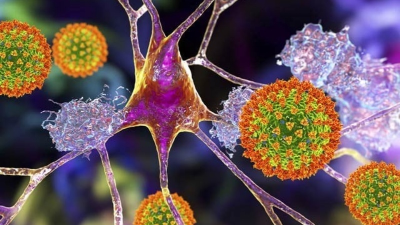 कोविड-19 वायरस मस्तिष्क तक पहुंच बनाने में कामयाब होता है- रिसर्च
