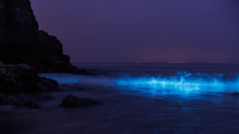 ब्रिटेन के समुद्र तटों पर रात में नीली रोशनी क्यों होती है?
