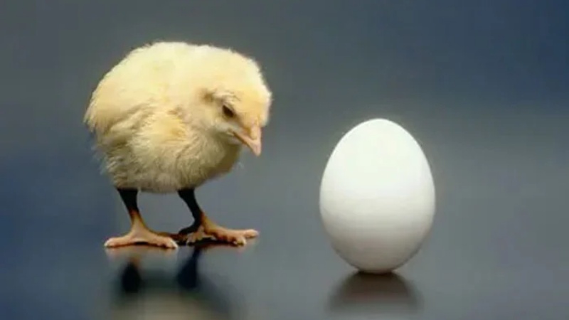 पहले मुर्गी आई या अंडा के सवाल पर वैज्ञानिकों का जवाब