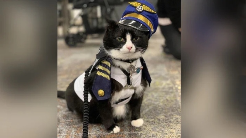 अमरीकी एयरपोर्ट पर स्टाफ में शामिल हुई बिल्ली