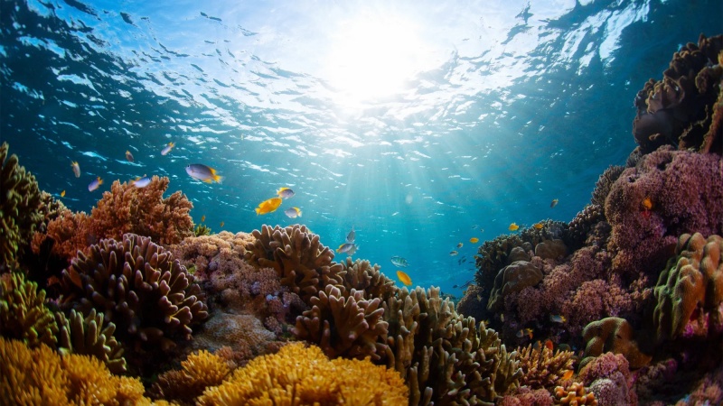 महासागर संरक्षण पर 200 वैज्ञानिकों ने लिखा एक खुला पत्र