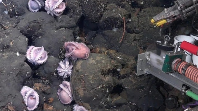 गहरे समुद्र में ऑक्टोपस की 4 नई प्रजातियाँ खोजी गईं