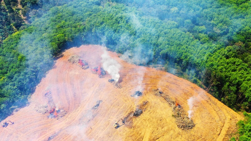 जंगलों की कटाई से वातावरण में बढ़ रहा है मरकरी के प्रदूषण का जोखिम