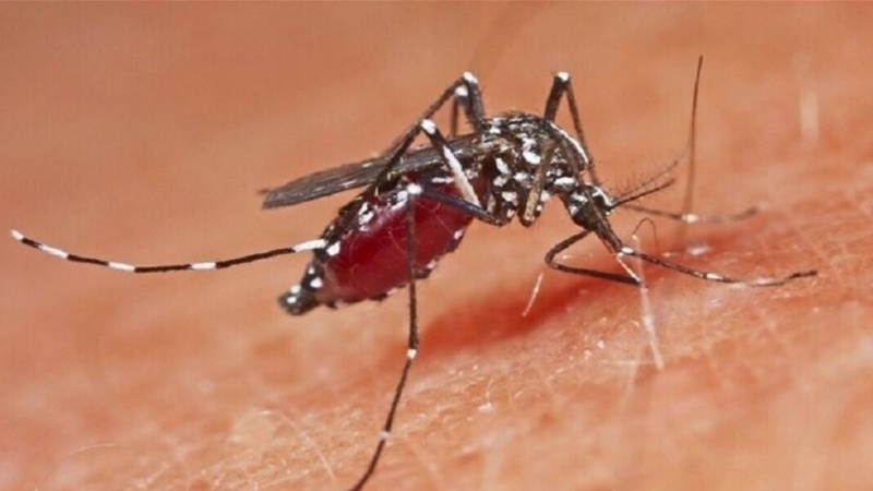 दुनिया की आधी आबादी को मच्छर से होने वाली बीमारियों का खतरा है