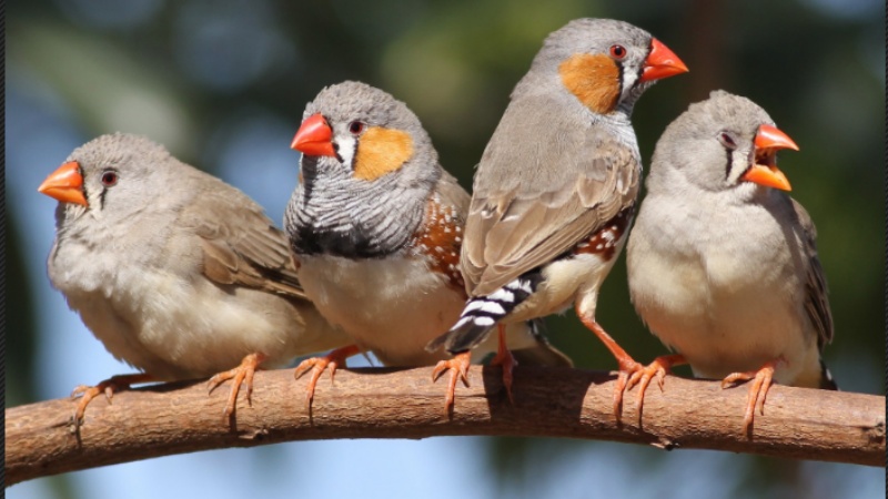 ध्वनि प्रदूषण का पक्षियों पर गंभीर प्रभाव पड़ता है