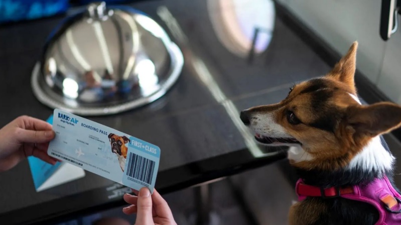 दुनिया की पहली एयरलाइन जो पालतू कुत्ते के लिए डिज़ाइन की गई है