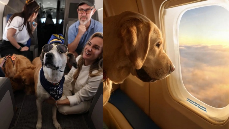 दुनिया की पहली एयरलाइन जो पालतू कुत्ते के लिए डिज़ाइन की गई है 