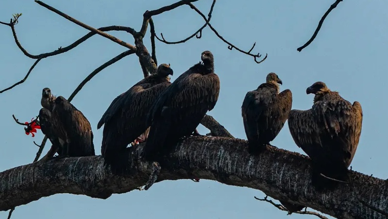 गिद्धों की कम होती संख्या से बिगड़ा इको सिस्टम बना लाखों मौतों का ज़िम्मेदार