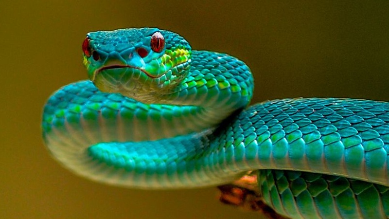 विश्व सर्प दिवस : पारिस्थितिकी संतुलन को बनाए रखने ये बड़ी भूमिका निभाते हैं