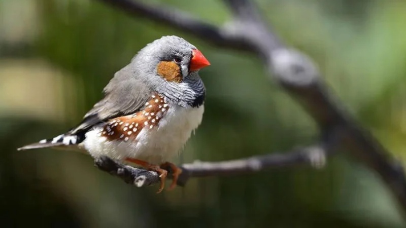 परिंदों के मस्तिष्क पर क्या बुरा असर डाल रही है कृत्रिम रौशनी  
