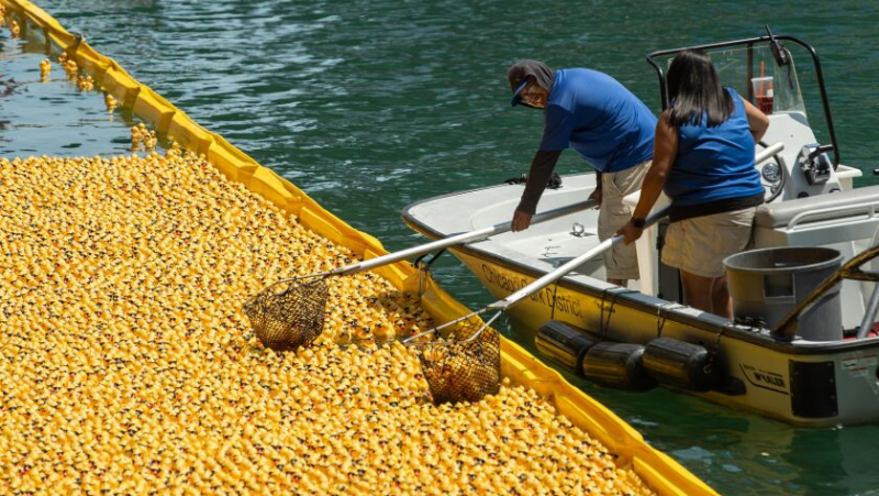 स्पेशल ओलंपिक्स इलिनोइस के लिए शिकागो नदी में तैरने उतरीं 82 हज़ार रबर की बत्तखें 
