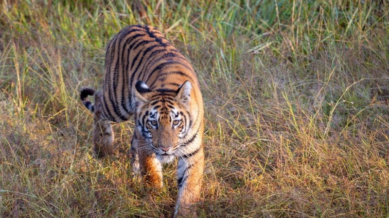 बढ़ने लगी है विलुप्ति की कगार पर पहुंचे बाघों की दुर्लभ झलक
