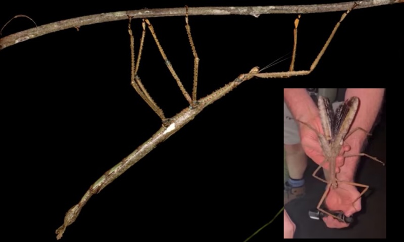 पारंपरिक भारतीय खेल खो-खो को मिली आधिकारिक मान्यता