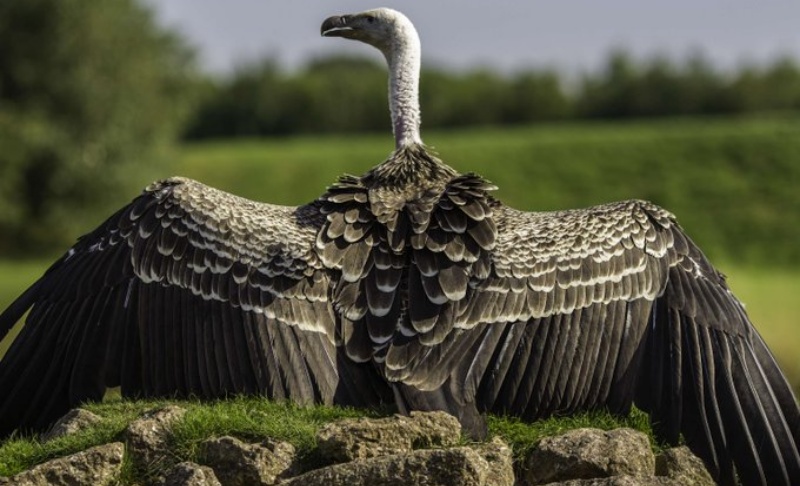 भारतीय क्रिकेट टीम की जर्सी को स्पॉन्सर करना हुआ और महंगा