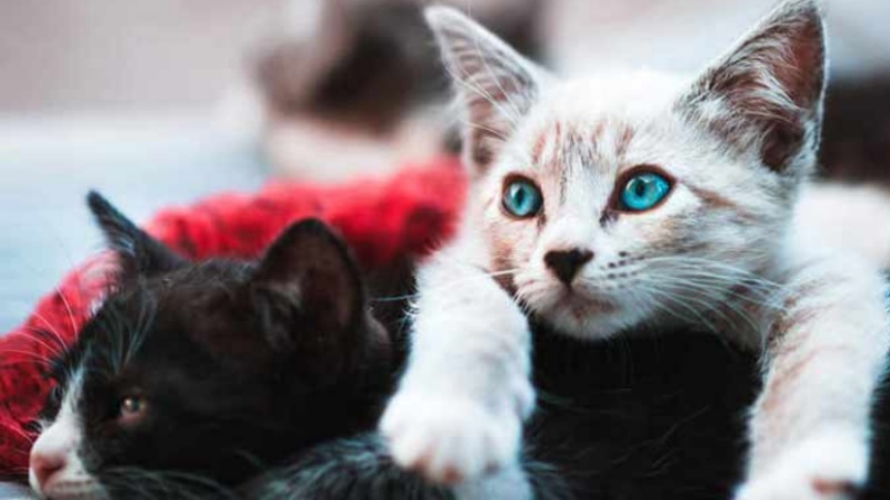 इन दिनों सुर्खियों में है तुर्की का एक अनोखा तलाक का मामला