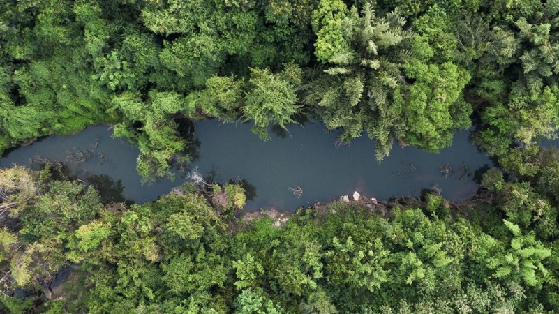 बीते दस वर्षों में वन कटाई में होने वाली कमी से जागी उम्मीदें