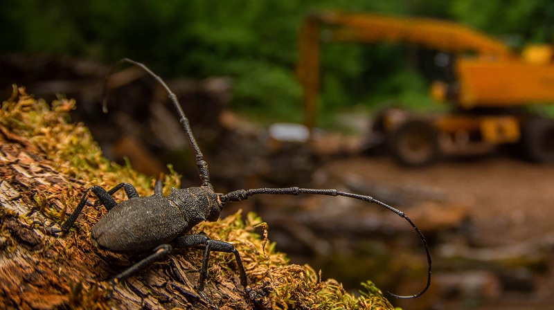 वाइल्डलाइफ़ फ़ोटोग्राफ़र ऑफ़ द ईयर का पुरस्कार पाने वाली तस्वीर डरावनी तो है मगर मनमोहक भी