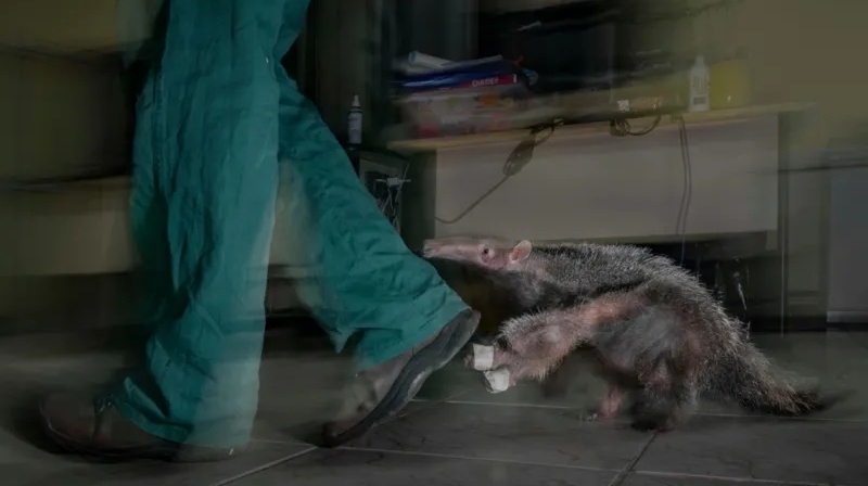 वाइल्डलाइफ़ फ़ोटोग्राफ़र ऑफ़ द ईयर का पुरस्कार पाने वाली तस्वीर डरावनी तो है मगर मनमोहक भी