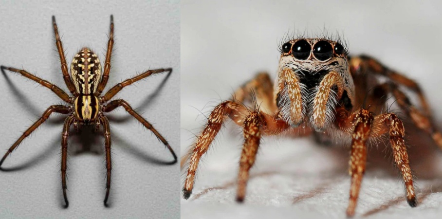 वैज्ञानिकों ने मकड़ी की एक नई प्रजाति की खोज की है