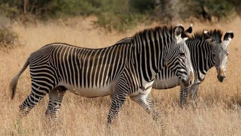 ज़ेबरा के शरीर पर मौजूद काली और सफेद धारियों का क्या मक़सद है