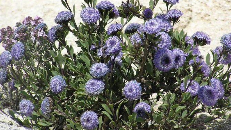 सऊदी अरब ने वर्षों पहले लुप्त हुआ ब्लू डेज़ी नेचुरल रिन्यूअल का प्रतीक बना 
