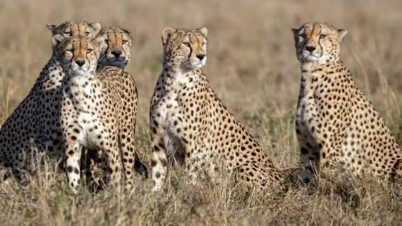 भारत को ‘प्रोजेक्ट चीता’ के तहत बोत्सवाना से मिले आठ चीते