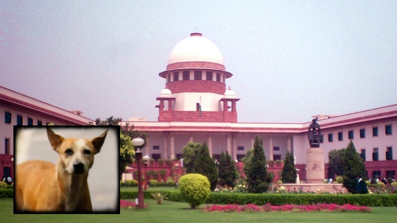 भारतीय सर्वोच्च न्यायालय ने आवारा कुत्तों को आश्रय स्थलों में स्थानांतरित करने का आदेश दिया