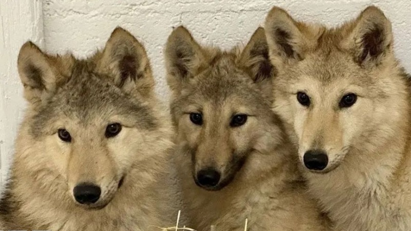 भारत-जर्मनी के बीच व्यापर अब तक के सबसे उच्चतम स्तर पर