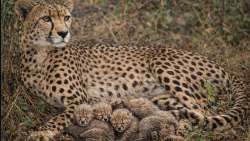 कूनो नेशनल पार्क में प्रोजेक्ट चीता के तहत तीन नए शावकों का जन्म