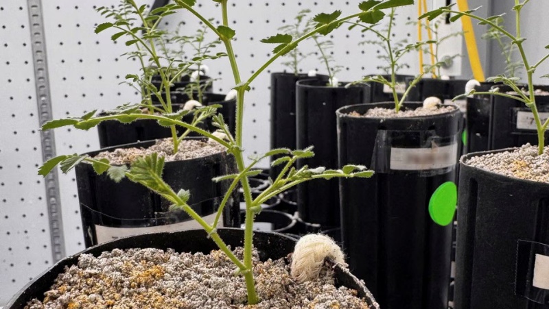 वैज्ञानिकों ने चांद की मिट्टी में चने उगाने में कामयाबी पाई