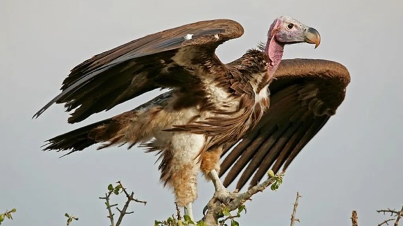 चित्रकूट का रानीपुर टाइगर रिजर्व बना पर्यावरण संरक्षण की मिसाल