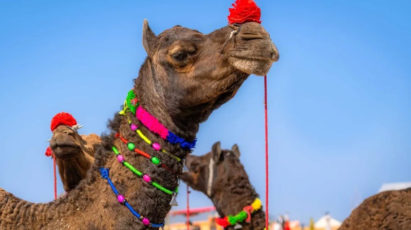 ऊंट के होंठों पर फिलर और बोटॉक्स से ओमान ब्यूटी कॉन्टेस्ट में 20 ऊंटों को किया गया डिसक्वालिफ़ाई